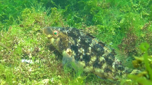 Fishes of the Black Sea. Large male fish Grey wrasse (Sympodus cinereus) guards eggs on a nest built from algae