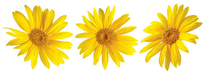 Sunflower flowers on an isolated white background