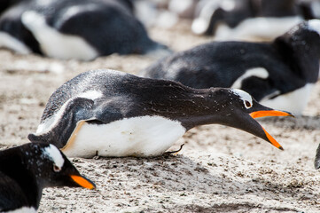 Beautiful penguin on the sand on the Falkland Islands