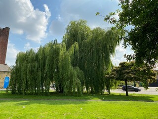 Old willow tree, next to canal road in, Shipley, Bradford, UK