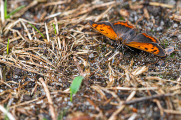 Lycaena phlaeas or Small copper is a rare butterfly which can be found in the national park De Maten (English: the Maten) in Belgium