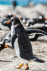 Beautiful penguin on the sand on the Falkland Islands