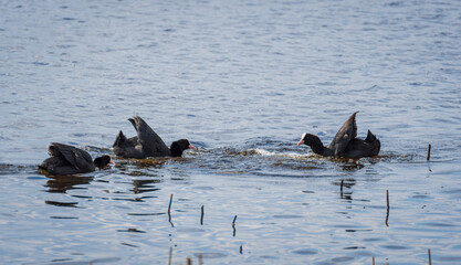 Three Eurasian coots (Fulica atra) fighting on the surface of water on sunny day