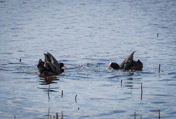 Three Eurasian coots (Fulica atra) fighting on the surface of water on sunny day