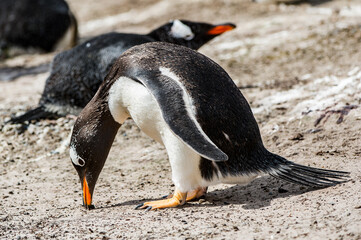 Little penguin on the sand