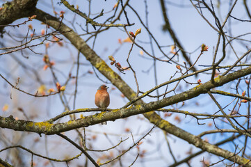 Common chaffinch (Fringilla coelebs) perched on the blooming maple tree branch on sunny spring day
