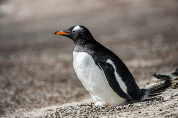 Fototapeta premium Little penguin on the sand