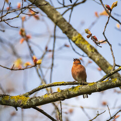 Close-up of common chaffinch (Fringilla coelebs) perched on the branch and singing on sunny spring day
