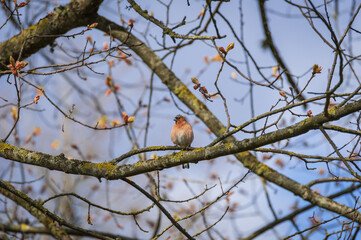 Common chaffinch (Fringilla coelebs) perched on the blooming maple tree branch on sunny spring day