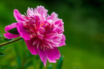 Pfingstrosen im Garten