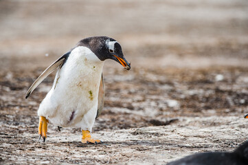 Little penguin on the sand