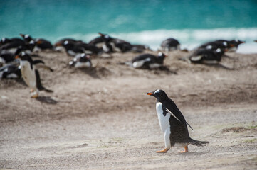 Little beautiful gentoo penguin in Antarctica