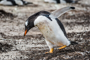 Little beautiful gentoo penguin in Antarctica