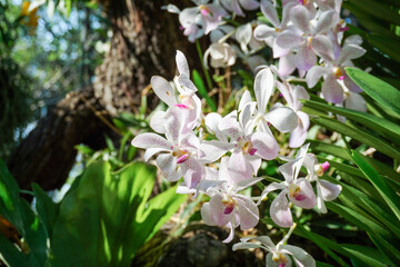 Close up White and purple orchids,  beautiful flowers in garden