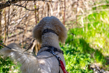 Golden doodle looking out