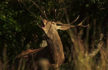 Red deer,stag with massive dark antlers roaring on a meadow in rutting season. Wild male animal marking territory by loud sound. Cervus elaphus.