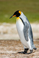 Portrait of a king penguin in Antarctica