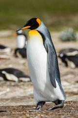 Fototapeta premium Portrait of a king penguin in Antarctica