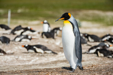 Fototapeta na wymiar Portrait of a king penguin in Antarctica