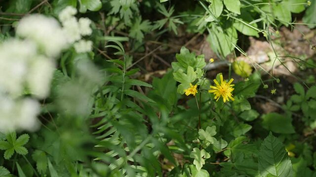 hawkweed or habichtskraut in slowmotion an 4k in the forst 