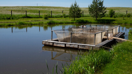 Fish farm in the pond. Aquaculture in the open air.