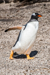 Gentoo penguin runs on the sand