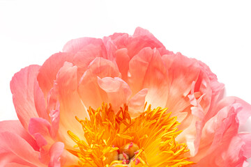 Fresh beautiful coral peony close up on the white background