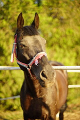 Portrait of a brown horse grazes outdoor at summer day.