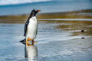 Gentoo penguin on the Falkland Islands