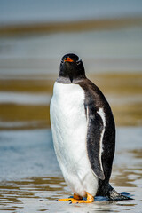 Gentoo penguin on the Falkland Islands