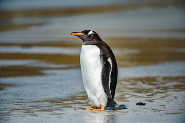Naklejka premium Gentoo penguin on the Falkland Islands