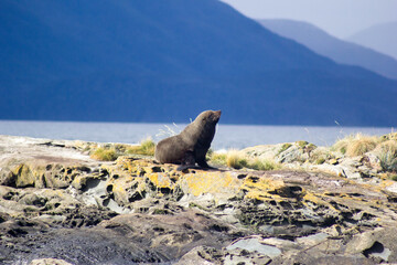 Sea lions in their natural habitat, Punta Arenas, Chile