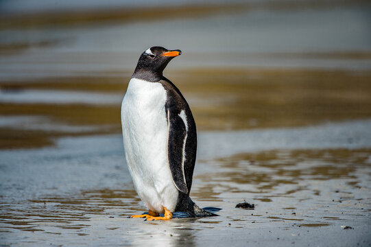 Gentoo penguin on the Falkland Islands