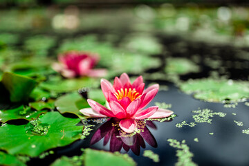 A close-up look of Nymphaea, Egyptian lotus flower on green leaves background. Beautiful pink Lotus...