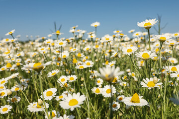 Closeup view of beautiful chamomile field on sunny day