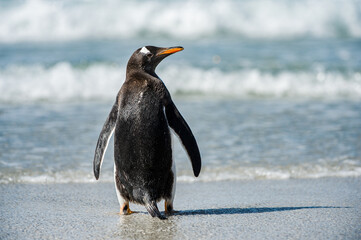 Cute little gentoo penguin neat the ocean water in Antarctica
