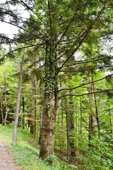 footpath in the woods. coniferous tree wrapped in ivy.  dense green forest.  fresh air in the mountains.