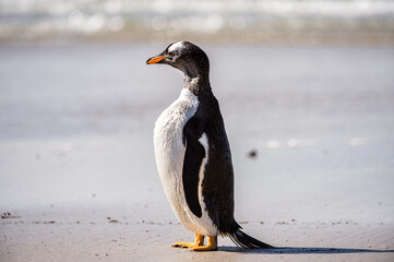 Profile of a gentoo penguin in Antarctica
