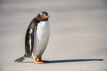 Profile of a gentoo penguin in Antarctica © Anton Ivanov Photo