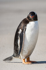 Profile of a gentoo penguin in Antarctica