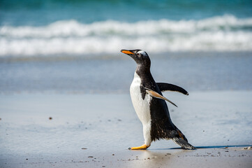 Profile of a gentoo penguin in Antarctica