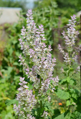 A close-up on Salvia sclarea or clary sage, medicinal herb blooming, growing for aromotherapy essential oil.