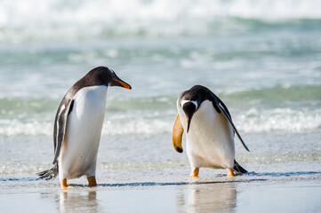 Obraz premium Cute gentoo penguin playing in the water