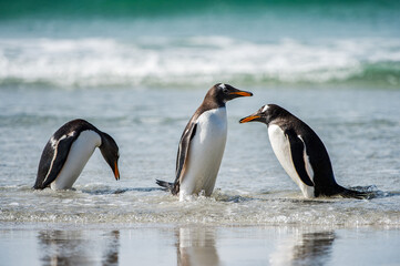 Cute gentoo penguin playing in the water