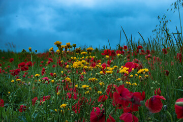 poppy field with blue sky