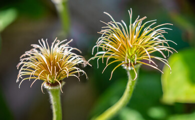 Close up of pair of Clematis flower after flowering  - abstract pattern