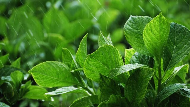 Fresh green herbs in garden. Herb spice growing outdoor, healthcare, nature, plants. Agriculture industry. Fresh shiny leaves of mint grow on green hills plantations in Asia.