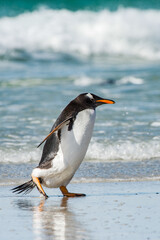 Gentoo penguin portrait, Antarctica