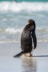 Gentoo penguin portrait, Antarctica