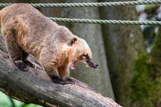 Close up of a single coati in an animal park in Germany